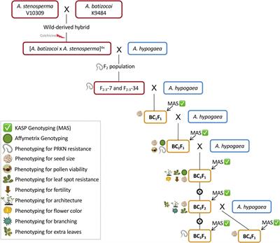 Development and Genetic Characterization of Peanut Advanced Backcross Lines That Incorporate Root-Knot Nematode Resistance From Arachis stenosperma